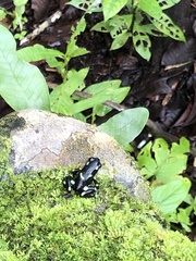 Dendrobates auratus