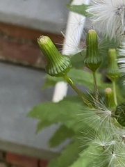 Erechtites hieraciifolius