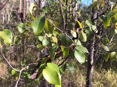 Bridelia leichhardtii