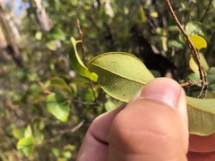 Bridelia leichhardtii