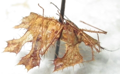 Pephricus