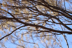 Acanthiza uropygialis