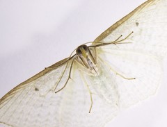 Poecilasthena pulchraria