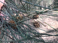 Casuarina cristata