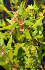 Ludwigia sphaerocarpa