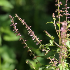 Salvia plebeia