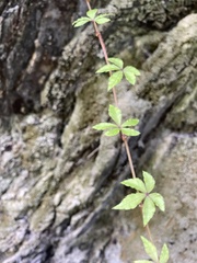 Tetrastigma obtectum