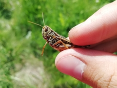 Arcyptera microptera