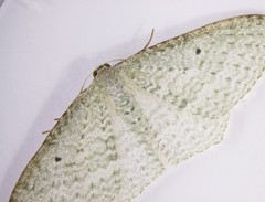 Poecilasthena pulchraria