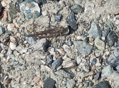 Acrotylus