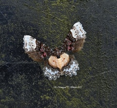 Macrohastina gemmifera