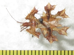 Pephricus