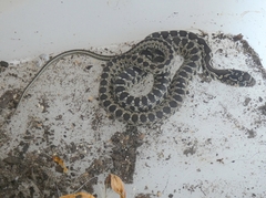 Hemorrhois hippocrepis