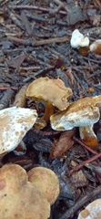 Xerocomus subtomentosus