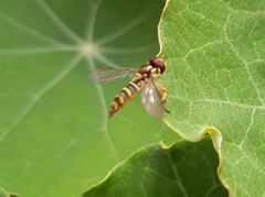 Syrphidae
