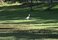 Egretta novaehollandiae