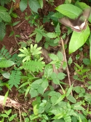 Papilio polytes romulus