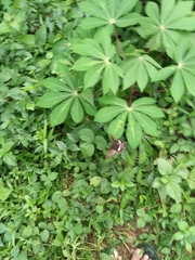 Papilio polytes romulus