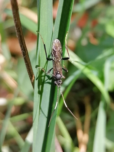Poecilostictus cothurnatus