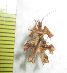 Pephricus