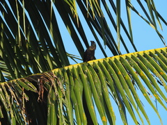 Crypsirina temia