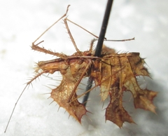 Pephricus