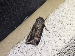 Noctuinae