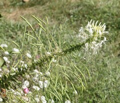 Cleome spinosa