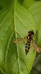 Syrphidae