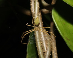 Menneus superciliosus