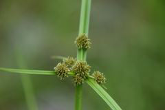 Cyperus difformis