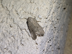 Caradrina montana