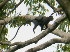 Cercopithecus nictitans