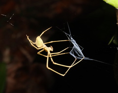 Menneus superciliosus