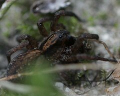 Trochosa