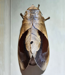Paralebeda plagifera
