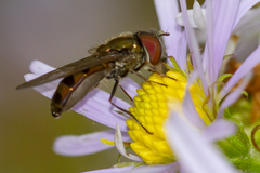 Platycheirus obscurus