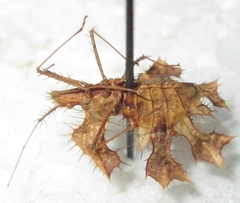 Pephricus