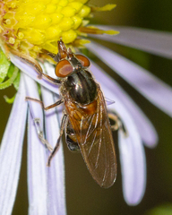 Rhingia nasica image