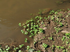 Bacopa rotundifolia