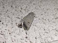 Caradrina montana