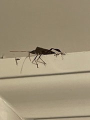 Leptoglossus oppositus