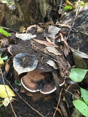 Ganoderma applanatum