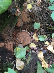 Ganoderma applanatum