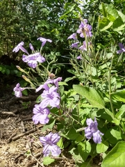 Ruellia nudiflora