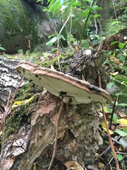 Ganoderma applanatum