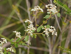 Spyridium parvifolium