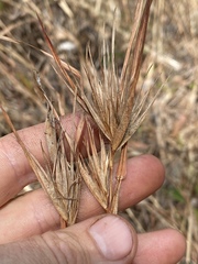 Themeda arguens