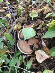 Ganoderma applanatum