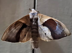 Paralebeda plagifera